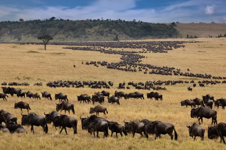 Kenya National Park Sightseeing Adventures