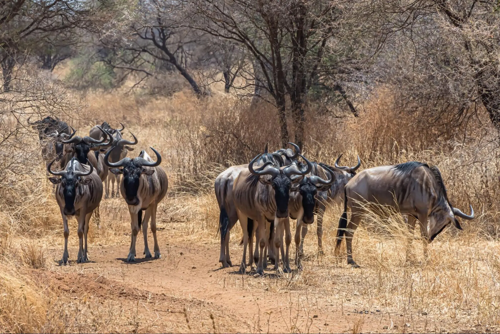 A procession of wildebeest on a dirt road, part of the remarkable Great Wildebeest Migration.