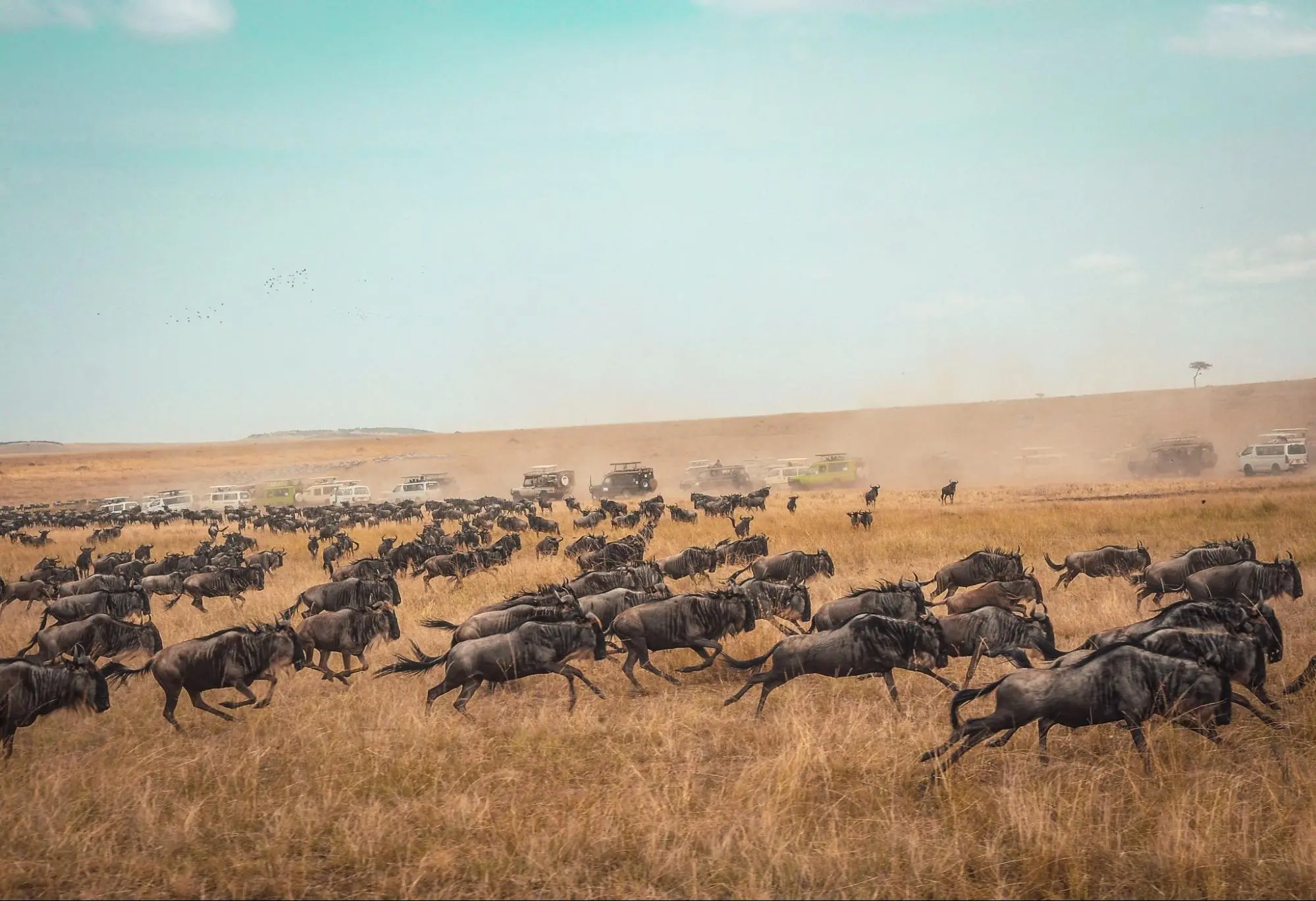 A captivating image showcasing a herd of wildebeest during their migration.