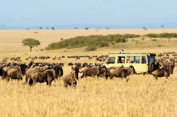 Wildebeest migration tours