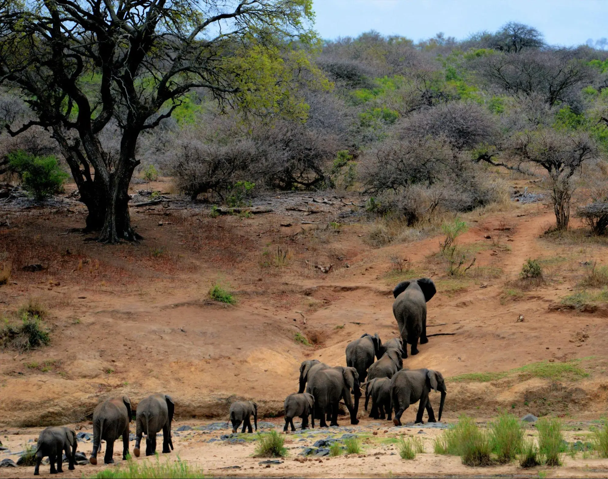 African bush elephants gracefully crossing a dirt field in Serengeti National Park.