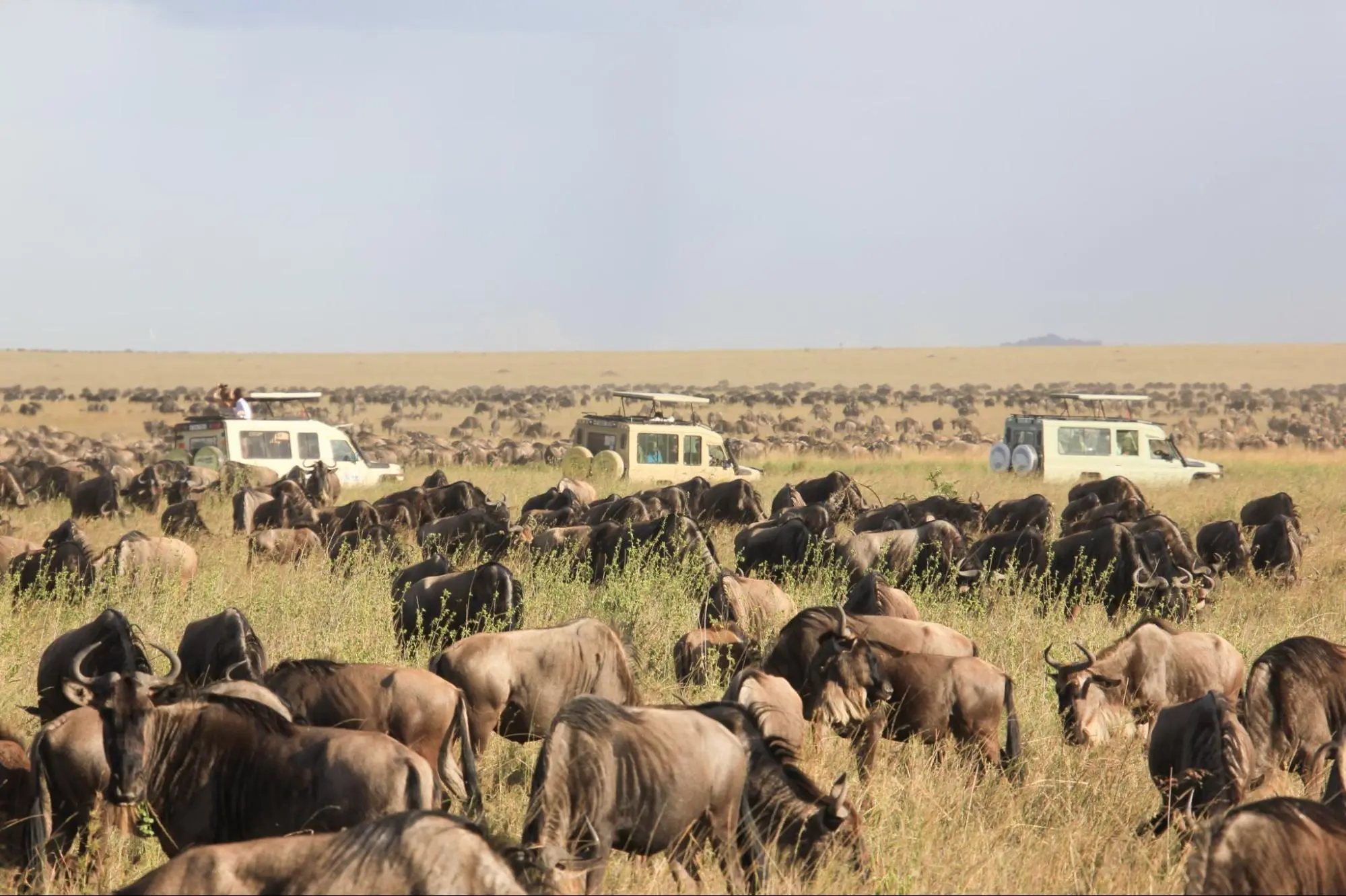 A mesmerizing view of a wildebeest herd, epitomizing the vastness of Serengeti National Park's wilderness.