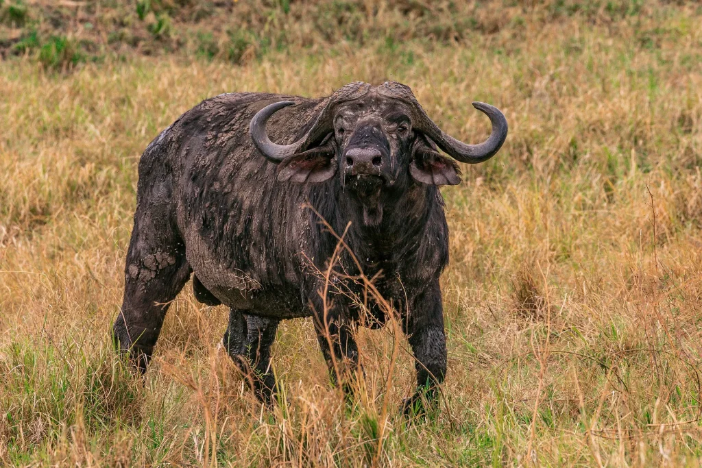 Kenya- a lone buffalo photographed in the Mara