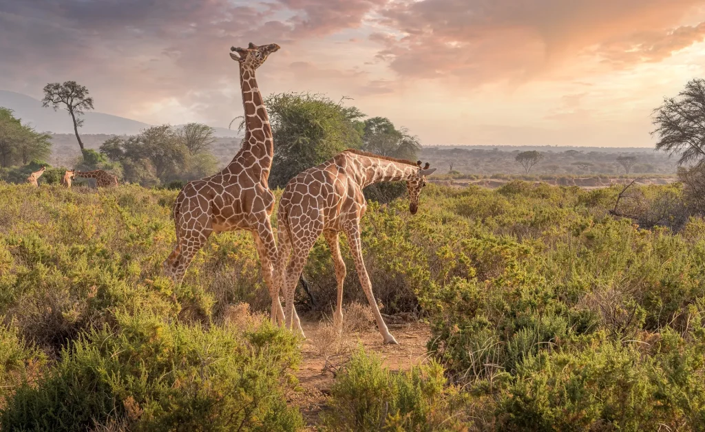 Luxury Kenya safari- giraffes grazing in the Mara