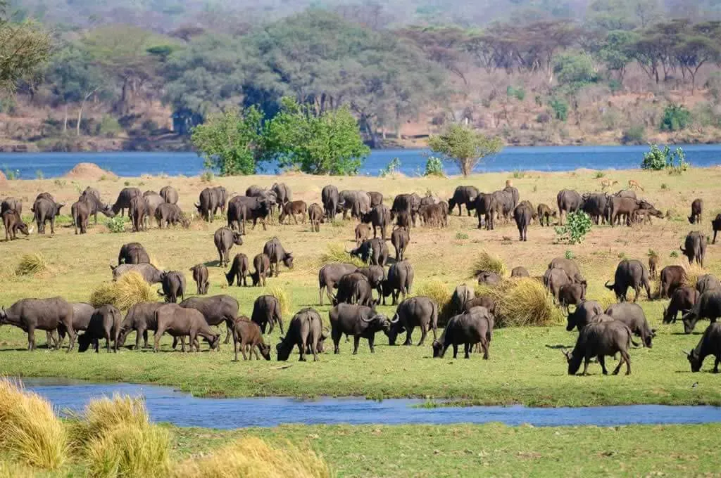 Unforgettable, 4-Day Trip to Masai Mara - Big 5 and More - Masai Mara safari packages - Masai Mara wildebeest migration