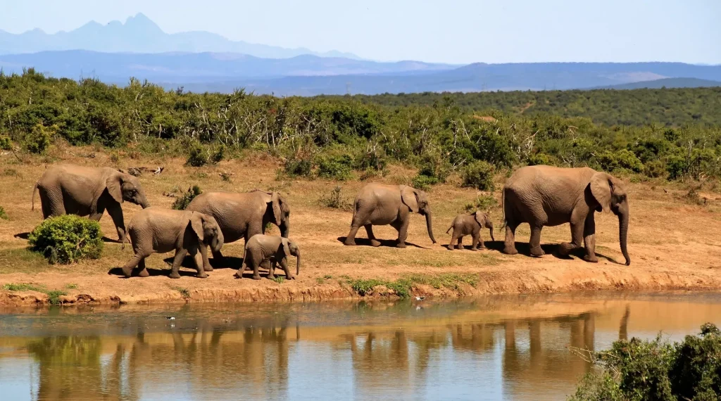 Kenya Luxury Safari Holiday 11 days