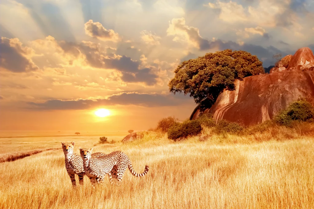 The Best 12 Days Kenya safari tour