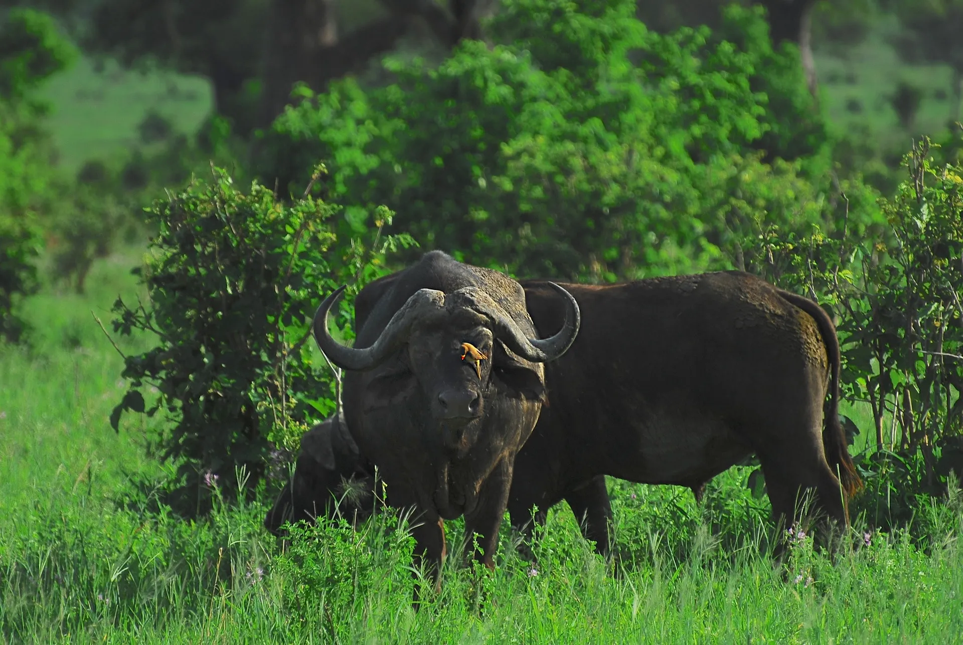 Wet Season in Selous Game Reserve and Many More Tanzania National Parks.