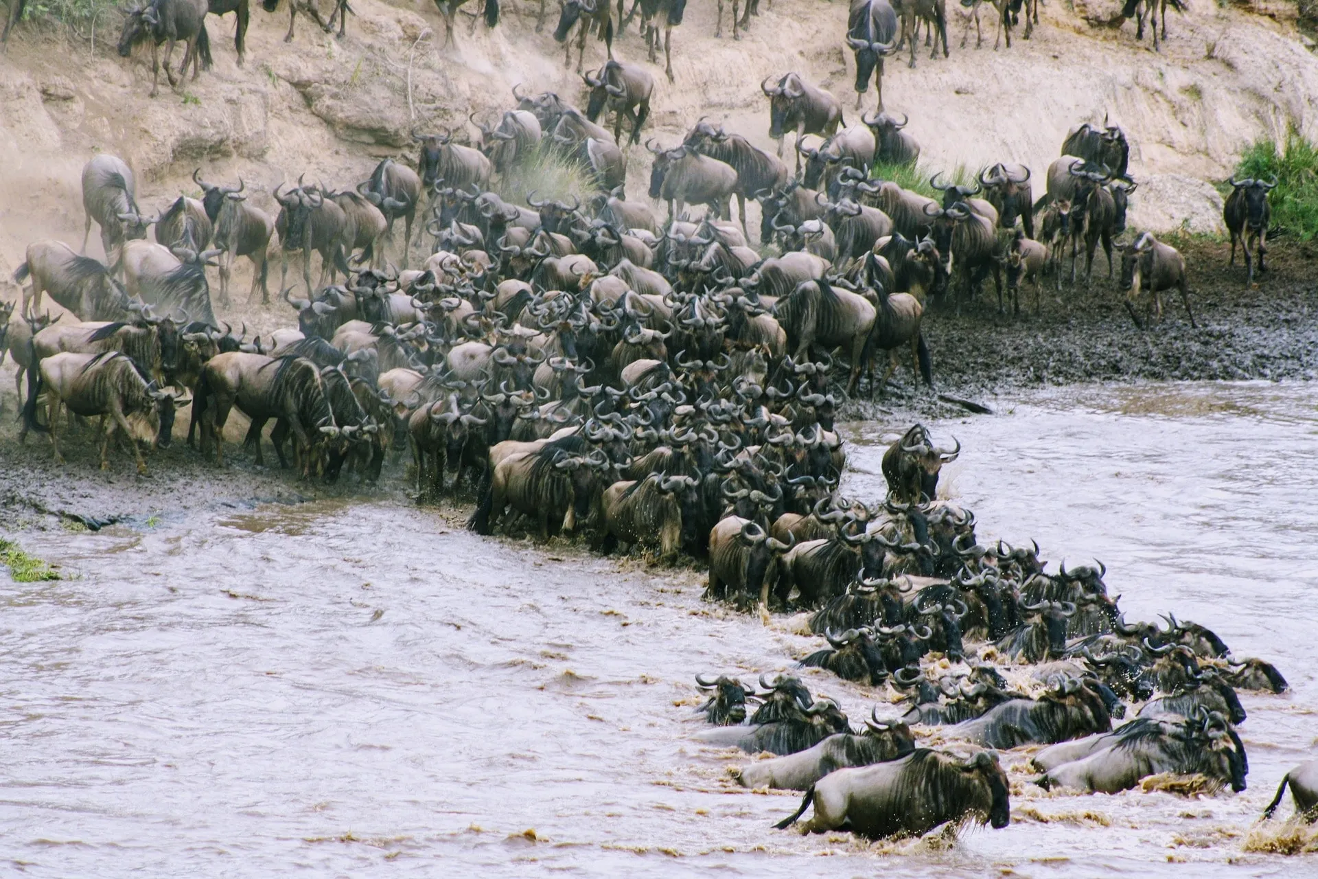 wildebeest crossings in full swing across the mara river - a good time to visit tanzania