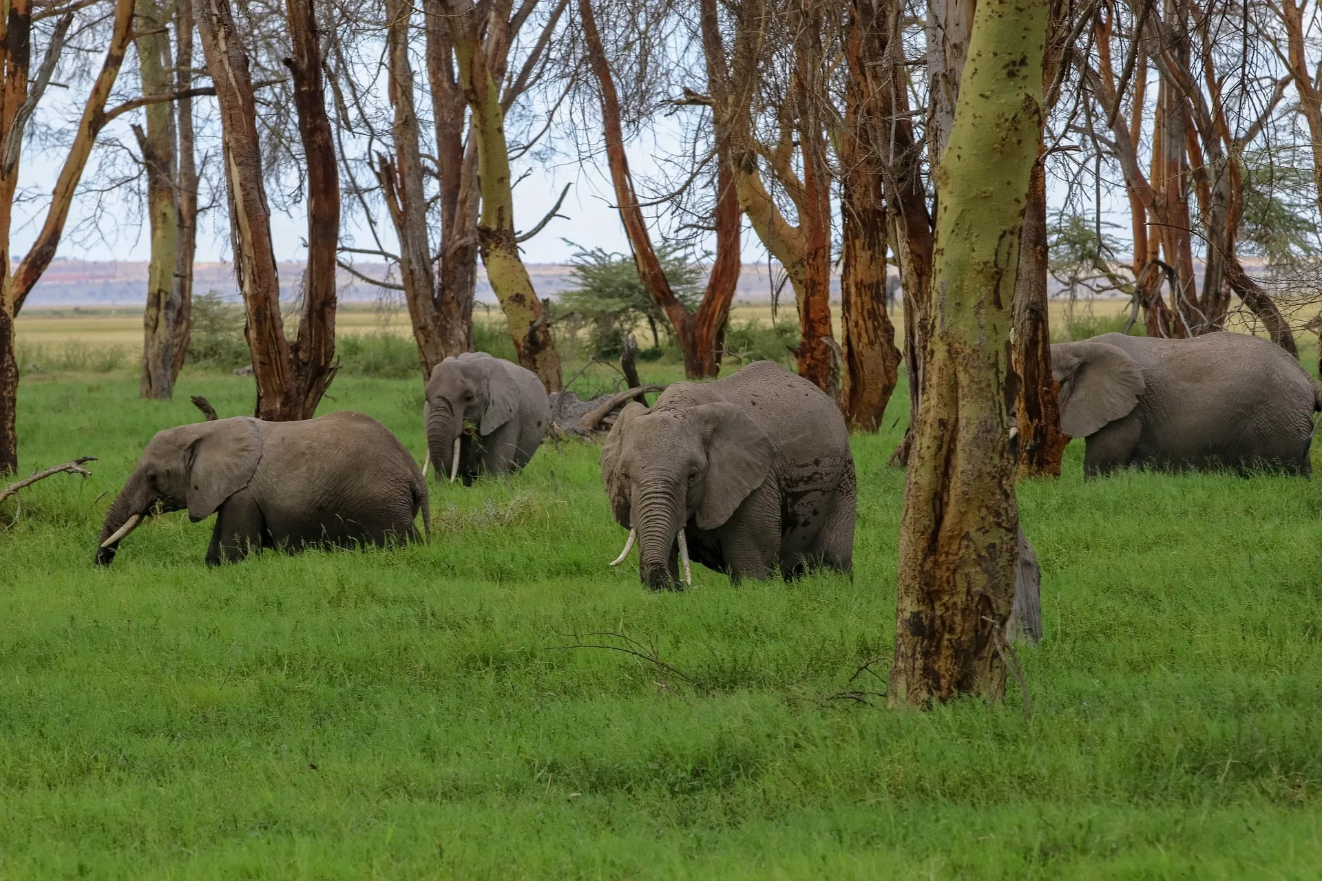 Majestic Elephant Viewing at Amboseli National Park During Kenya Safaris