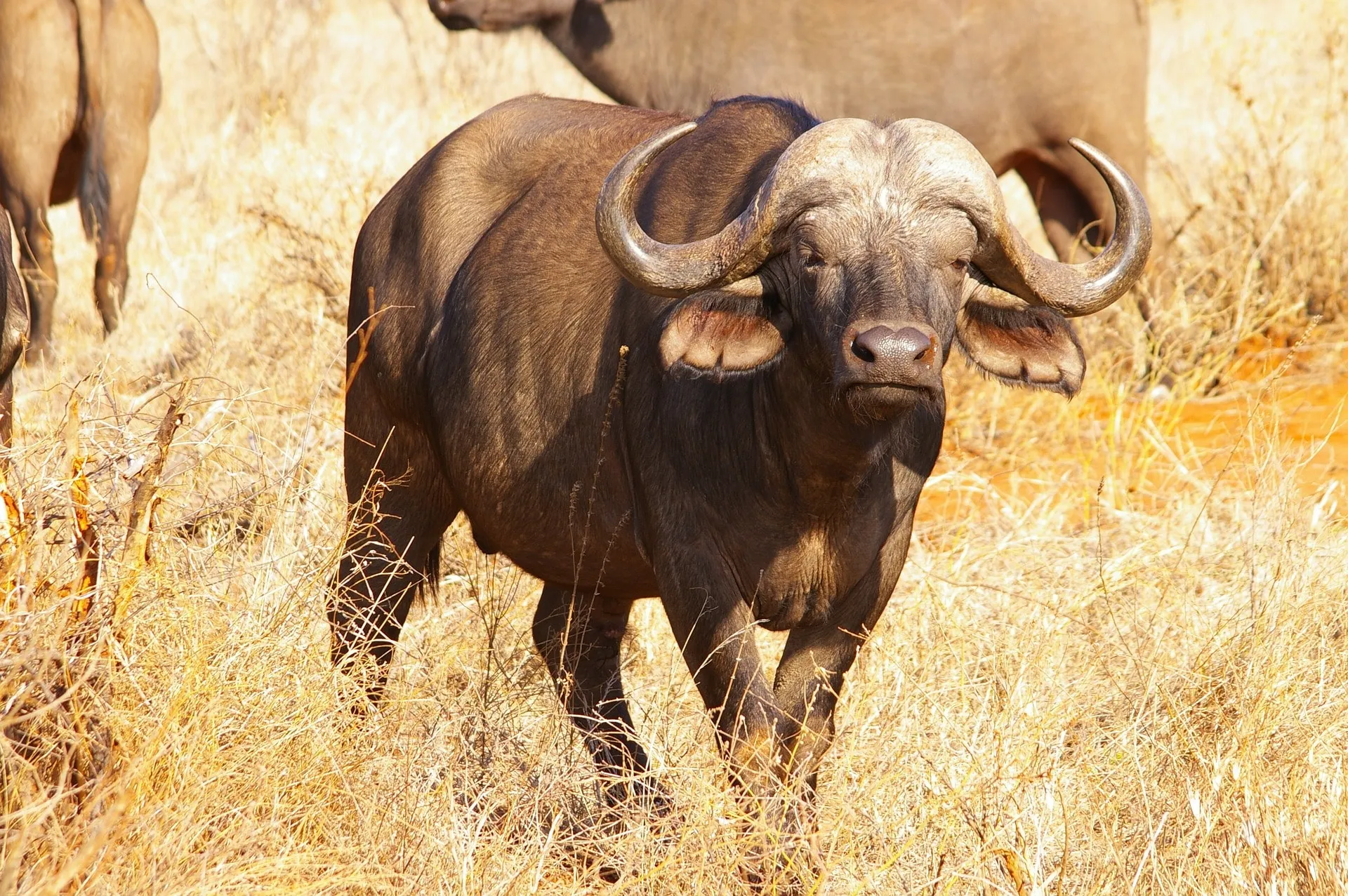 Buffalo Sightings at One of the Best Western Parks in Tanzania.