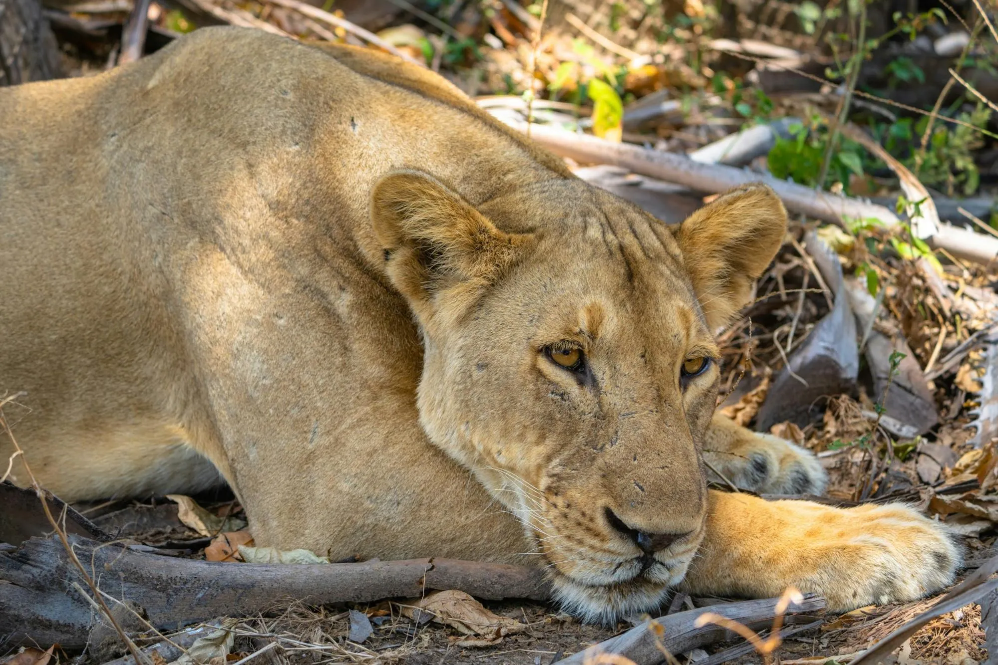 The Big Cat at Nyerere National Park.