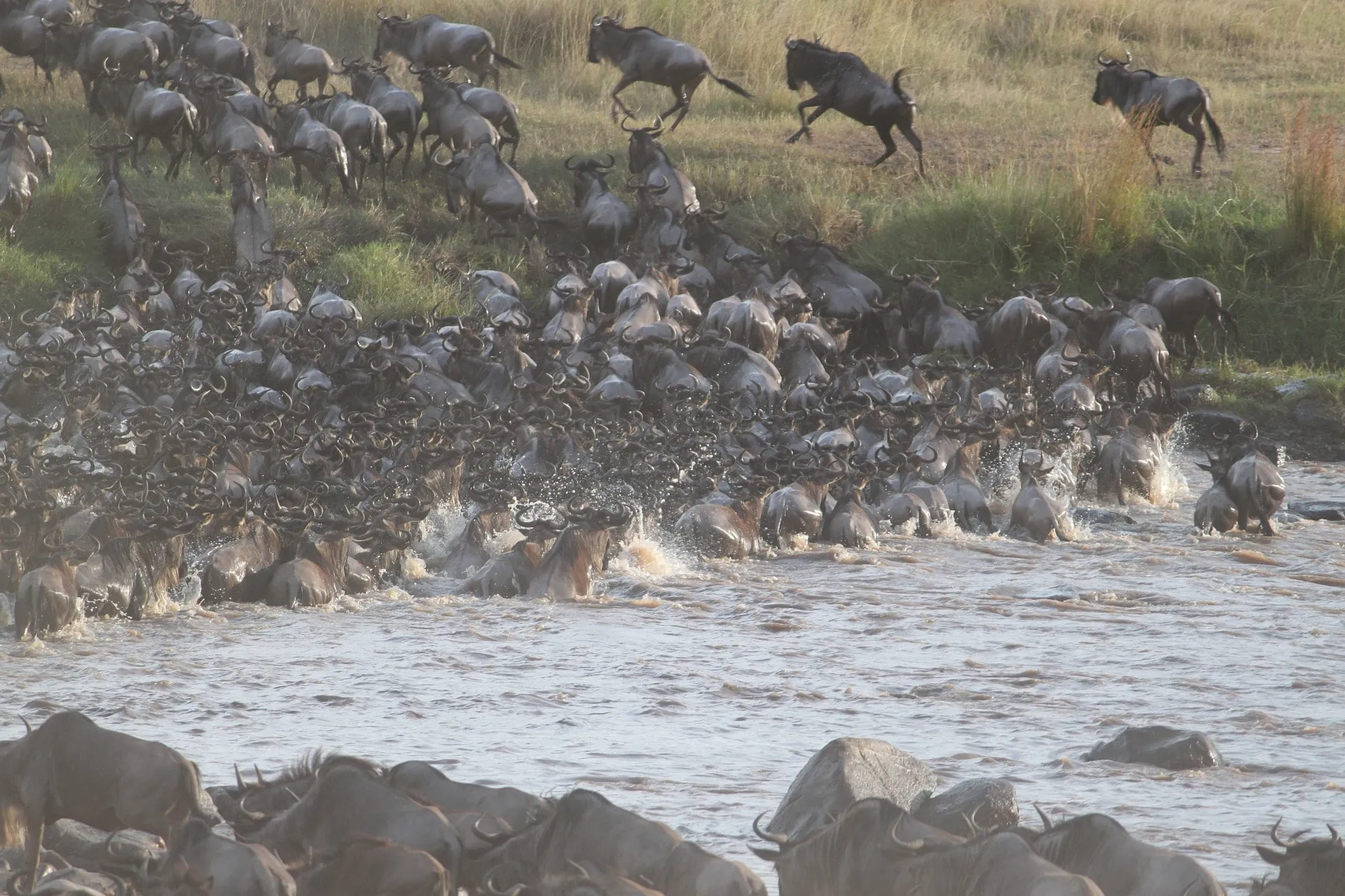 Annual Wildebeest Migration between the Serengeti and Masai Mara Kenya.