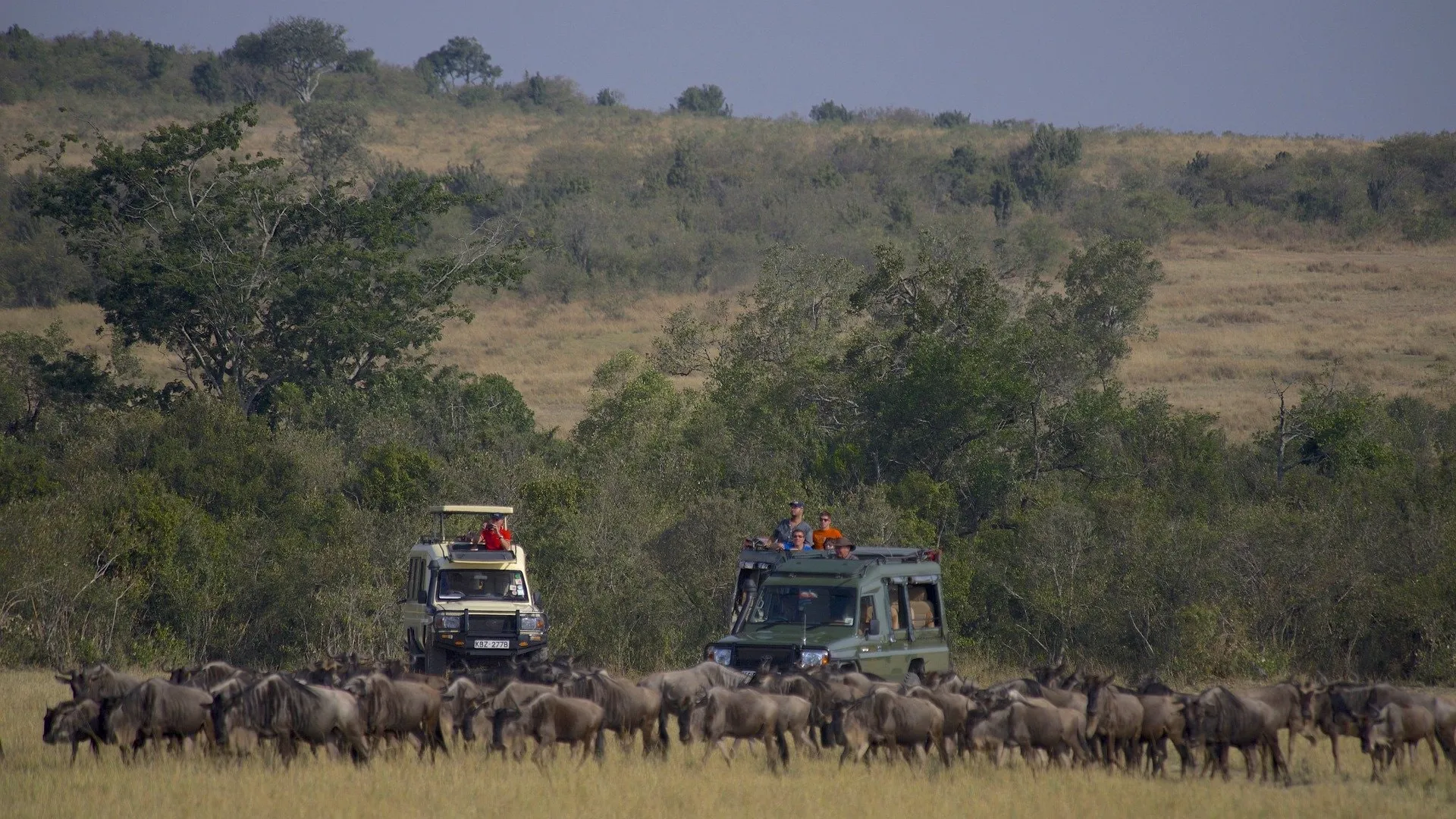 tourists enjoying wildebeest sightings - best time to visit tanzania serengeti national park