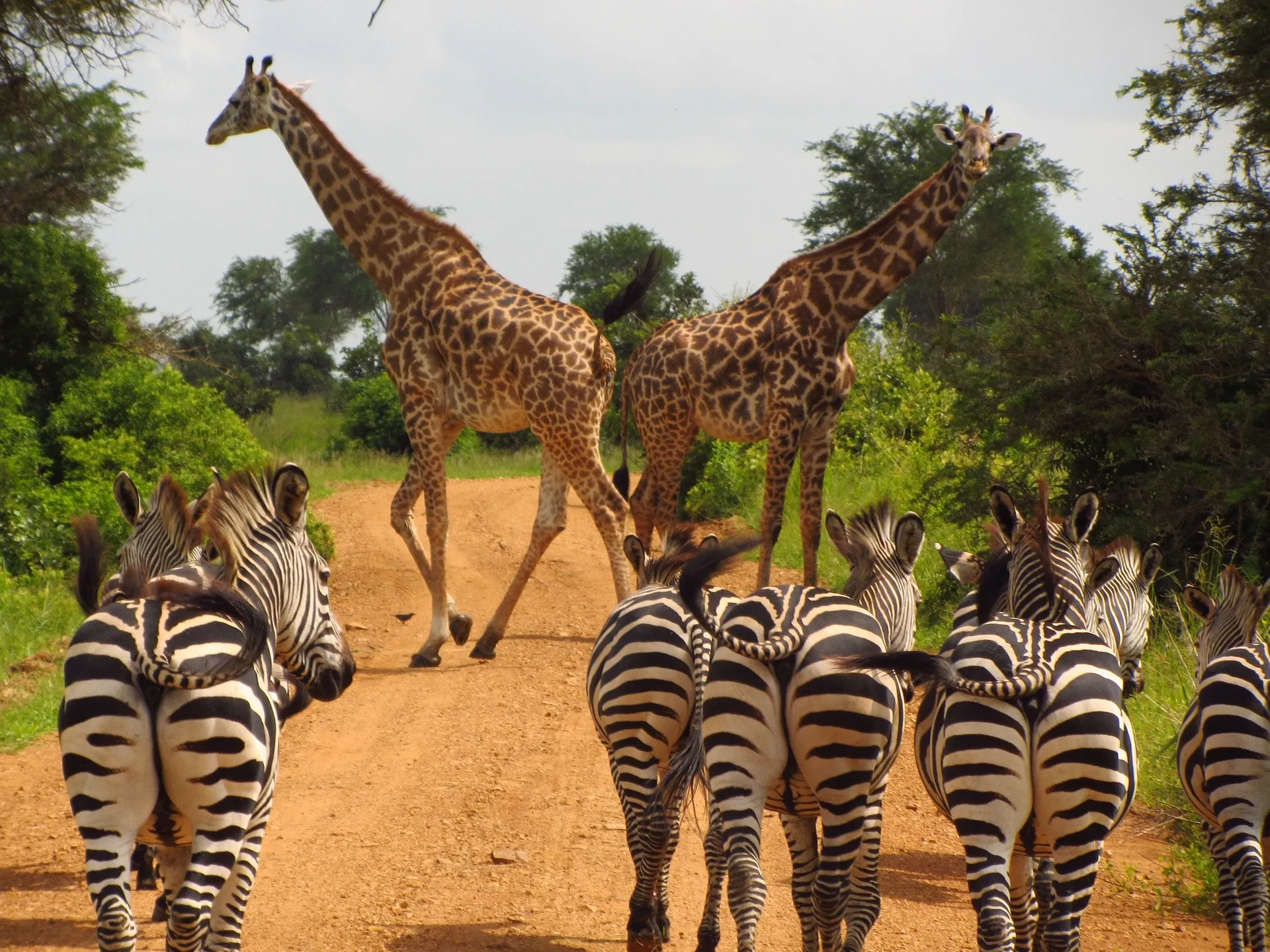 Spectacular Wildlife in Tanzania's national parks