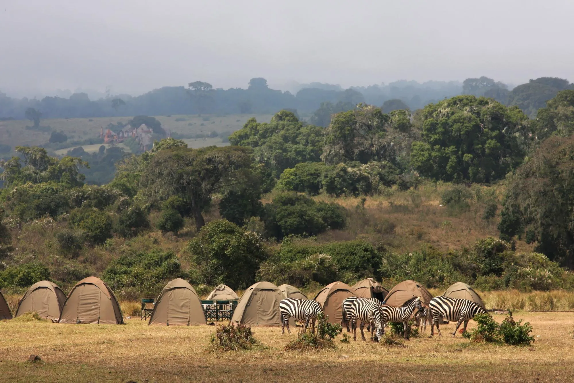 african safari