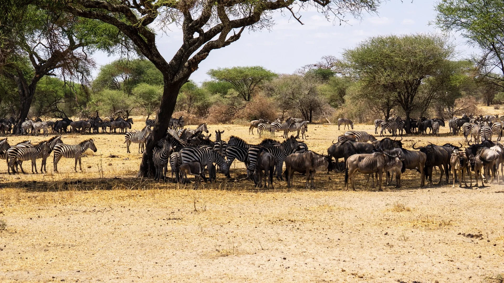 African safari scene in Serengeti with wildlife diversity