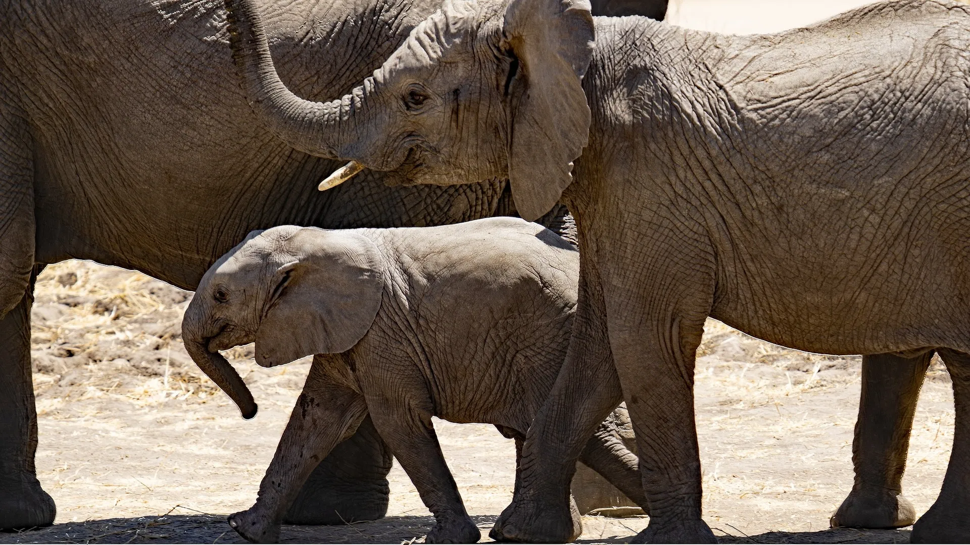 wildlife watching during dry season in tanzania