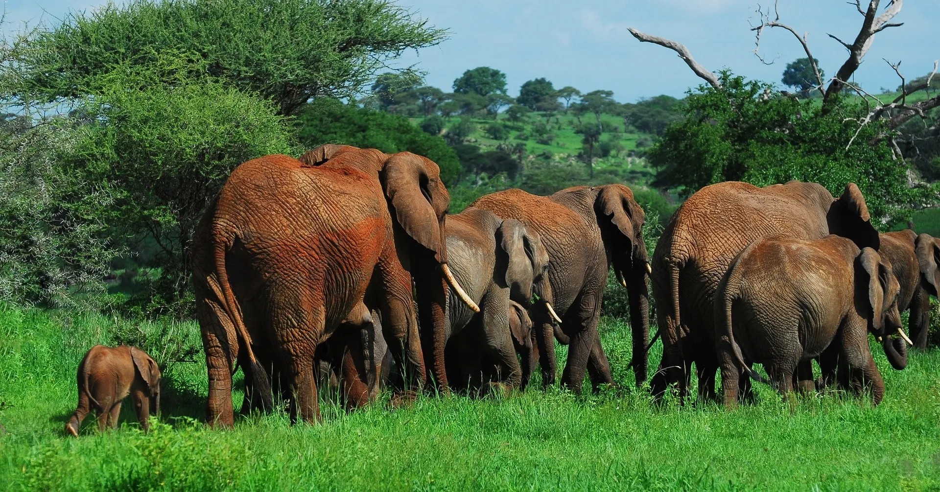 Tarangire National Park - One of the Best Parks in Tanzania for Elephants Viewing.