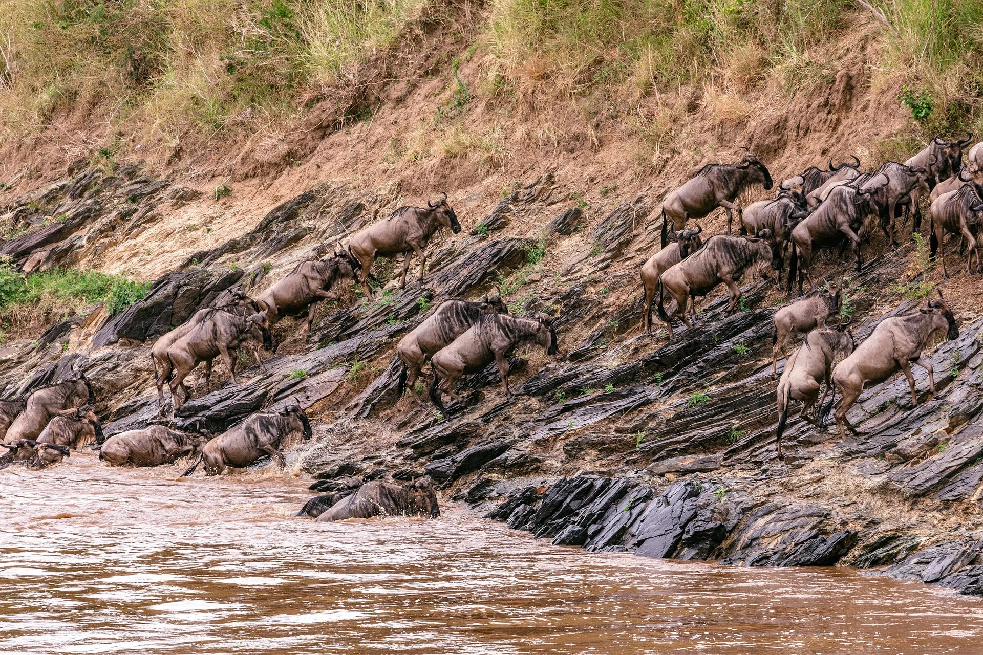 A cheetah attacked by wildebeest