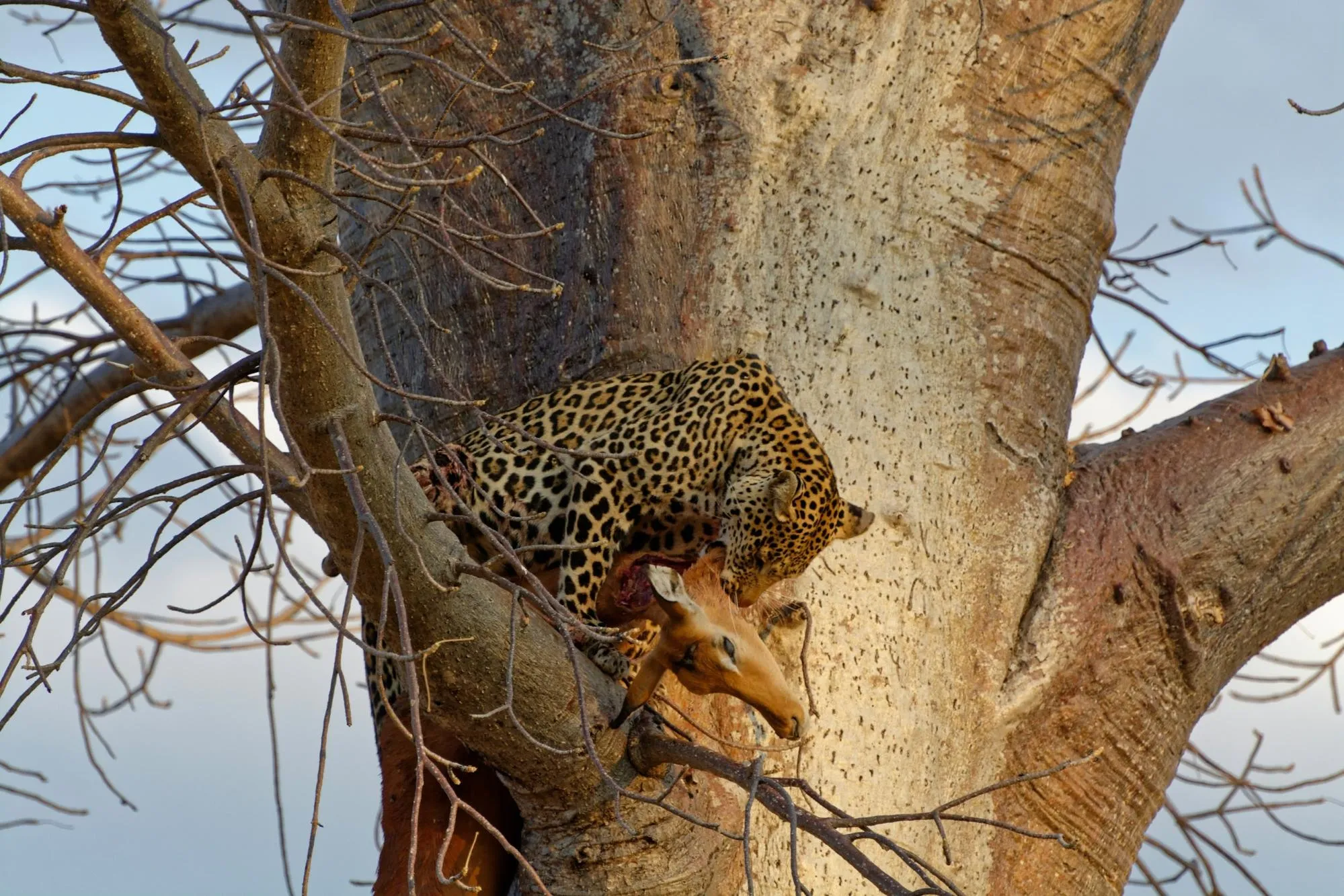 Nature at its finest at Ruaha National Park in Tanzania, one of the best African national parks.