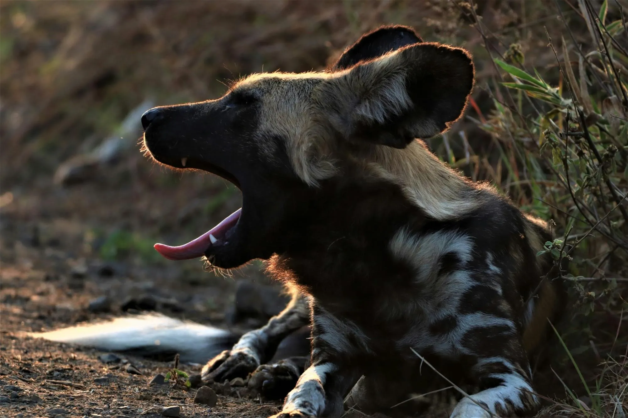 Sightings of African Wild Dogs at Gombe Stream National Park.