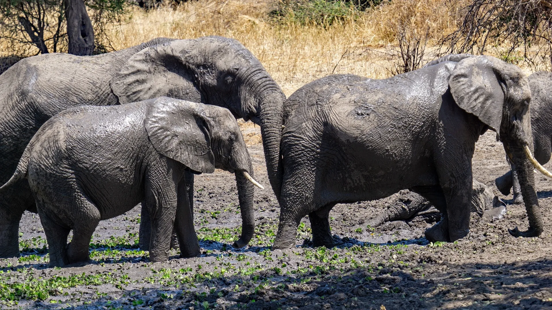 rainy season in south serengeti