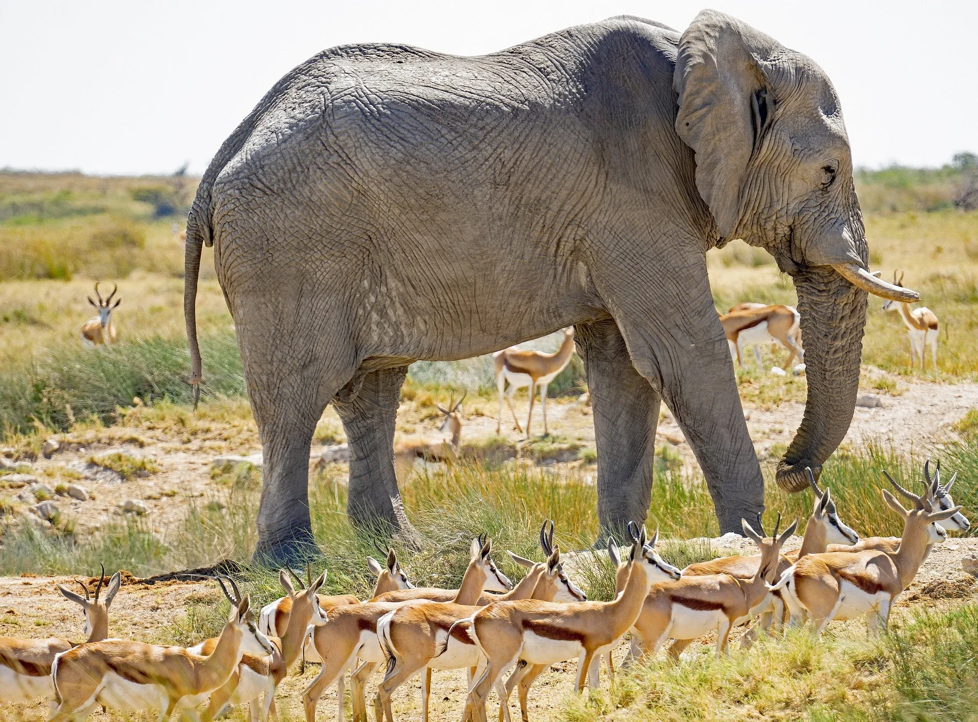 Enjoying African Wildlife in the Vast Serengeti National Park