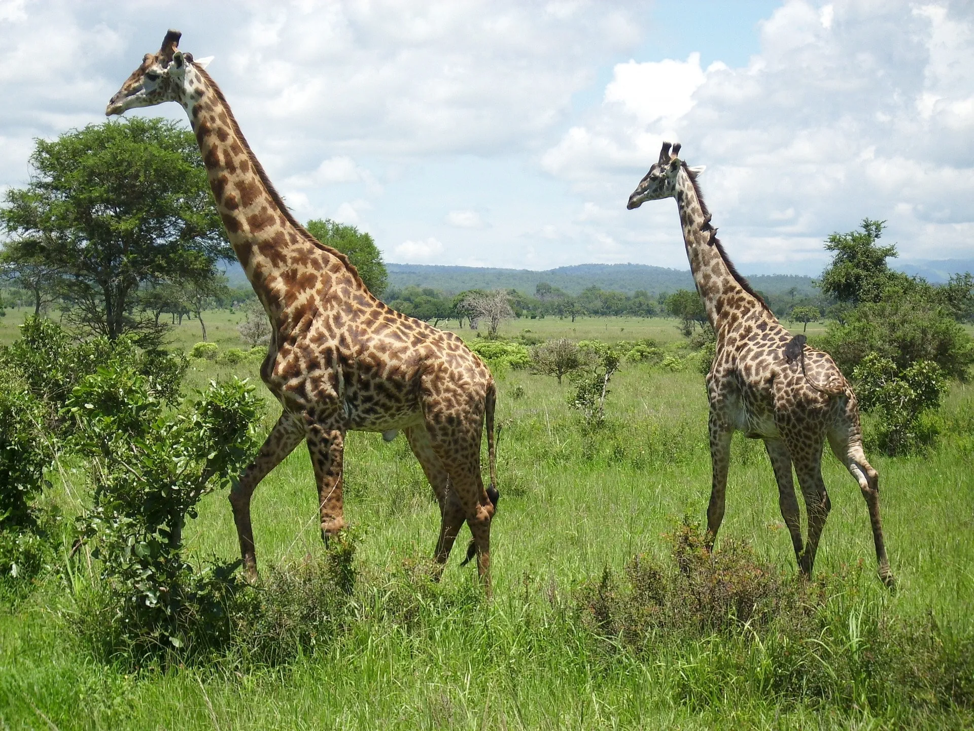 Giraffe Viewing at Vast Plains of Mikumi National Park.