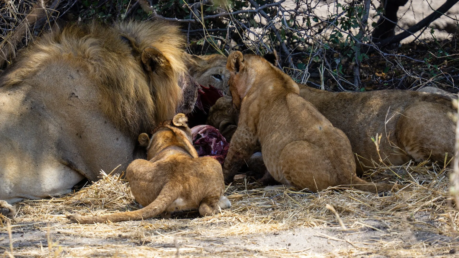 predatory lions in the serengeti