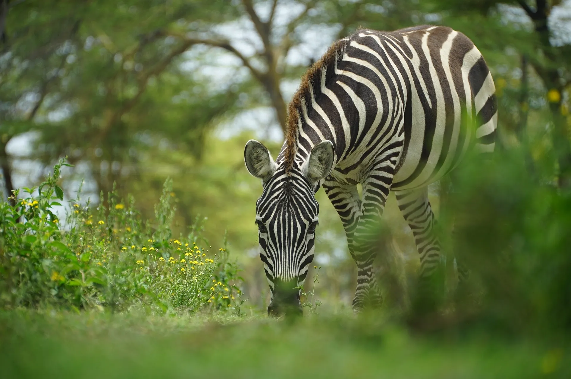 A safari landscape in Kenya, showcasing diverse wildlife and scenic views