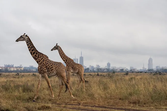 Masai Mara entry fee