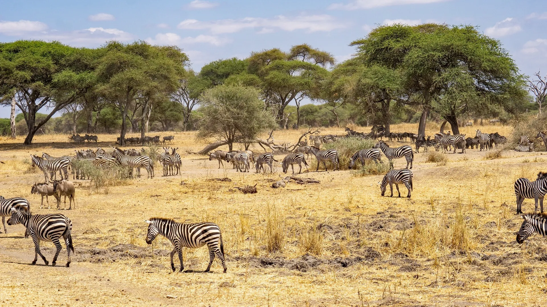 an illustration depicting the best time to visit tanzania showcasing seasonal landscapes and wildlife