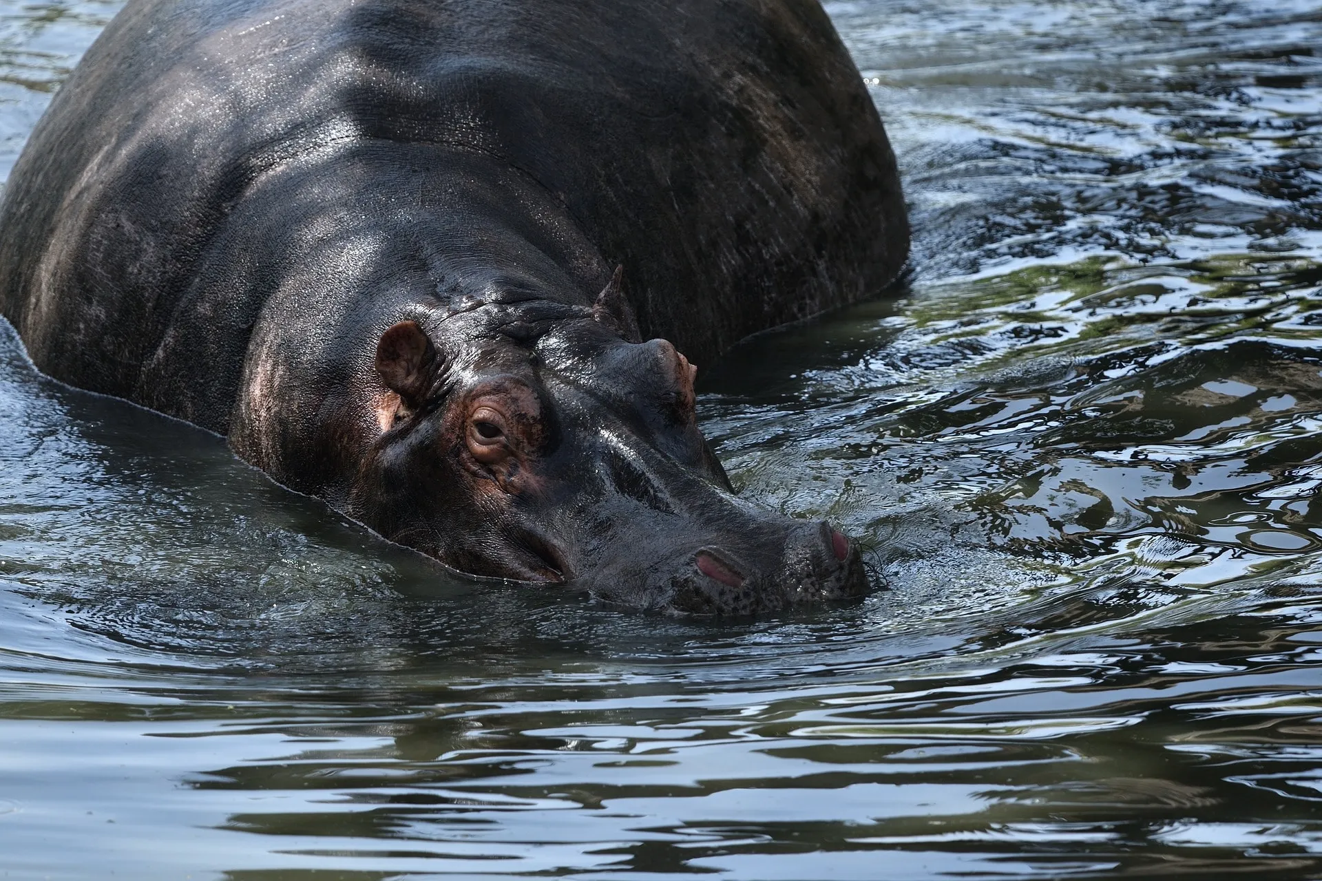 Hippo Sightings During A Safari Trip In Kenya