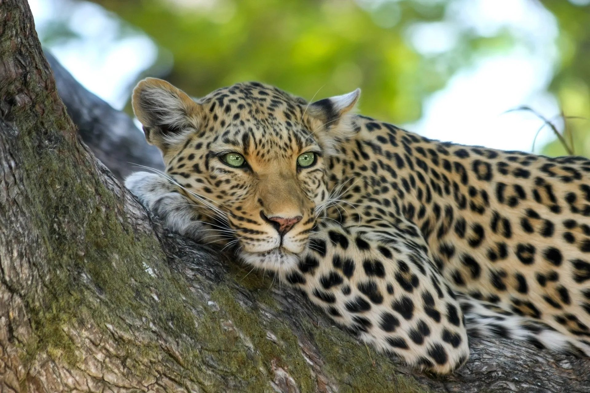 Wildlife Photography During Safaris in Tanzania