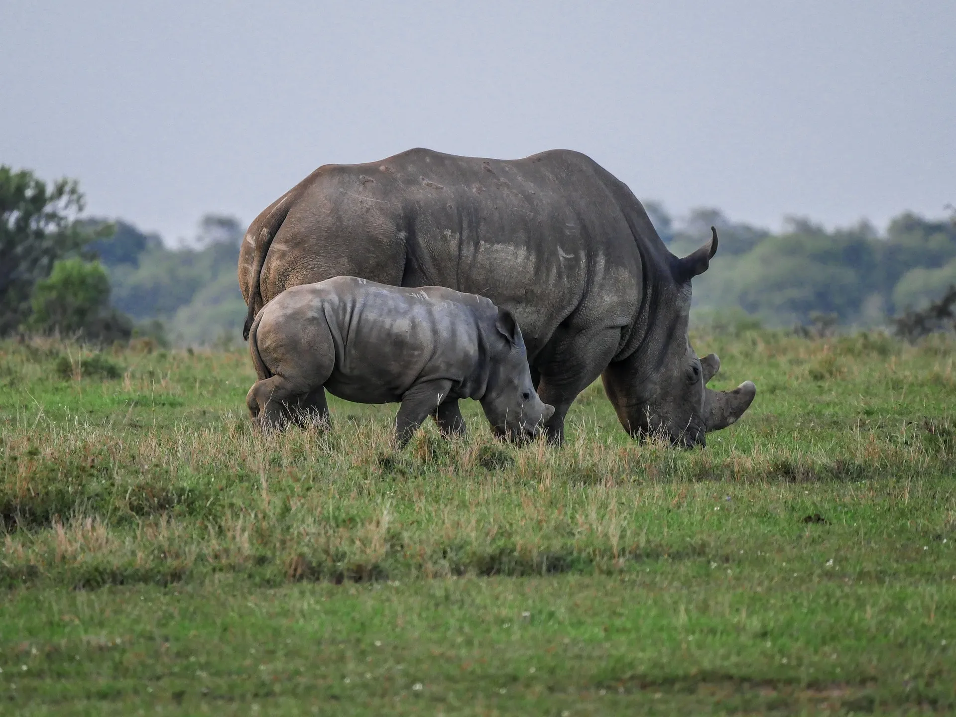 Wildlife Conservation Efforts at OL Pajeta for Amazing Wildlife Tour - Meet Endangered Black Rhino