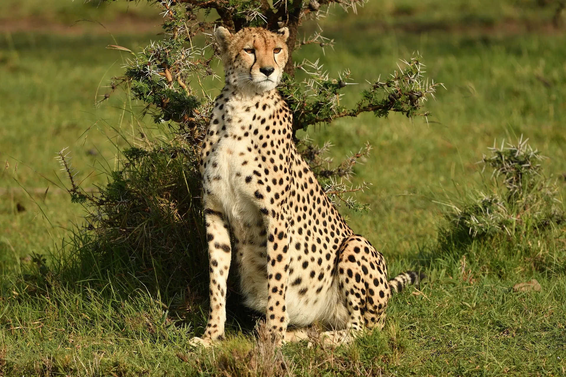 Cheetah Spotting in top national parks for safaris in Kenya, including Masai Mara and Amboseli