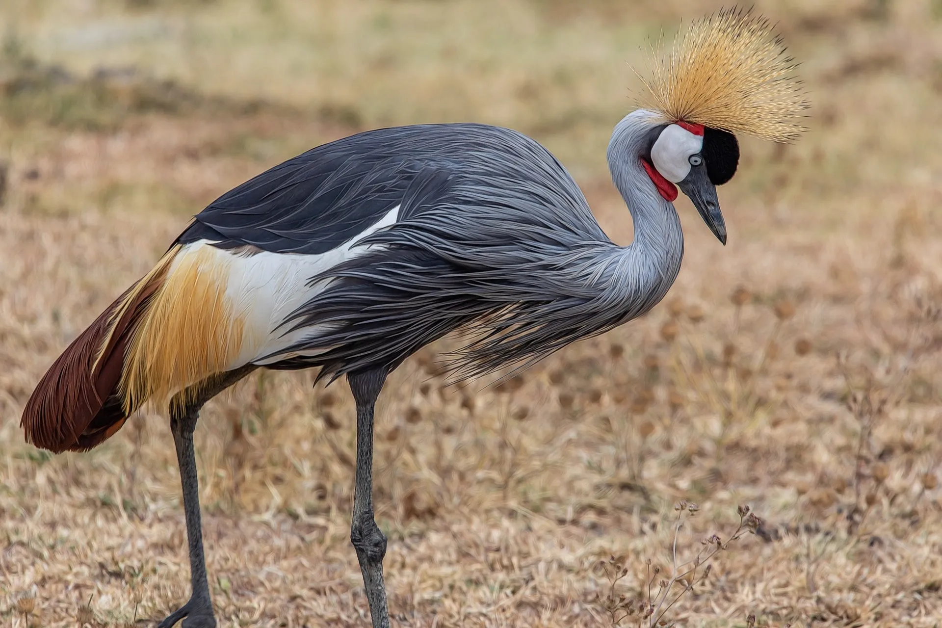 Bird Watching Around Ngorongoro Crater During Tanzania Safari Tours