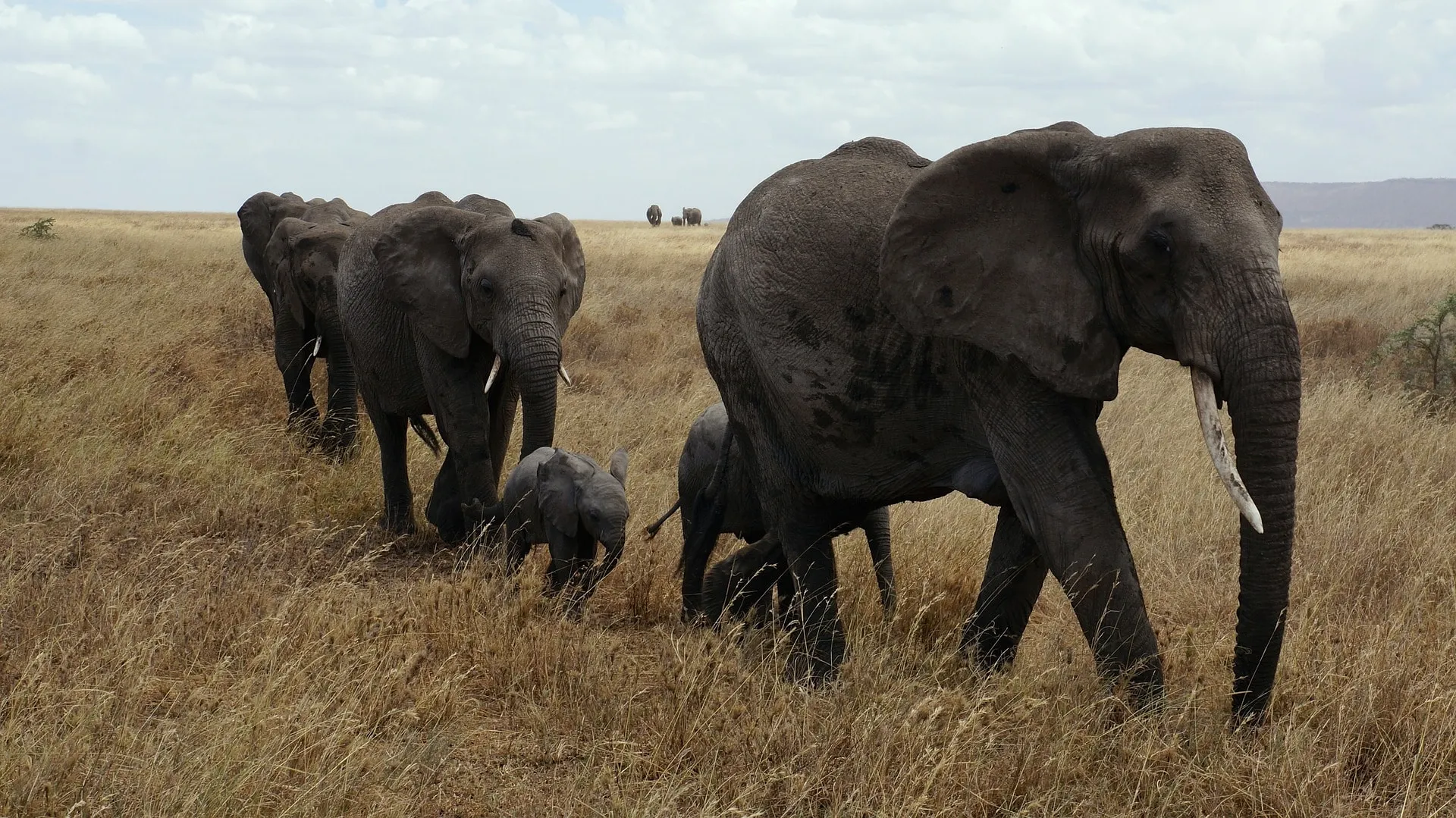 Tanzania Safari price varies by national parks.