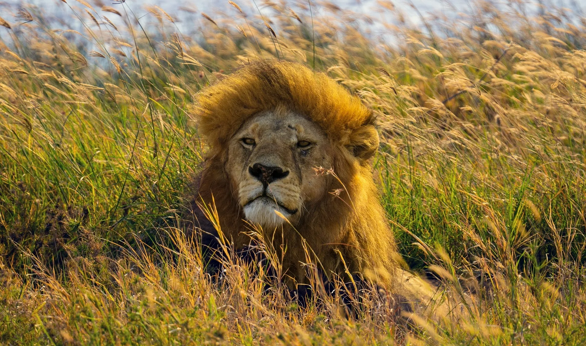 majestic lion in ndutu plains