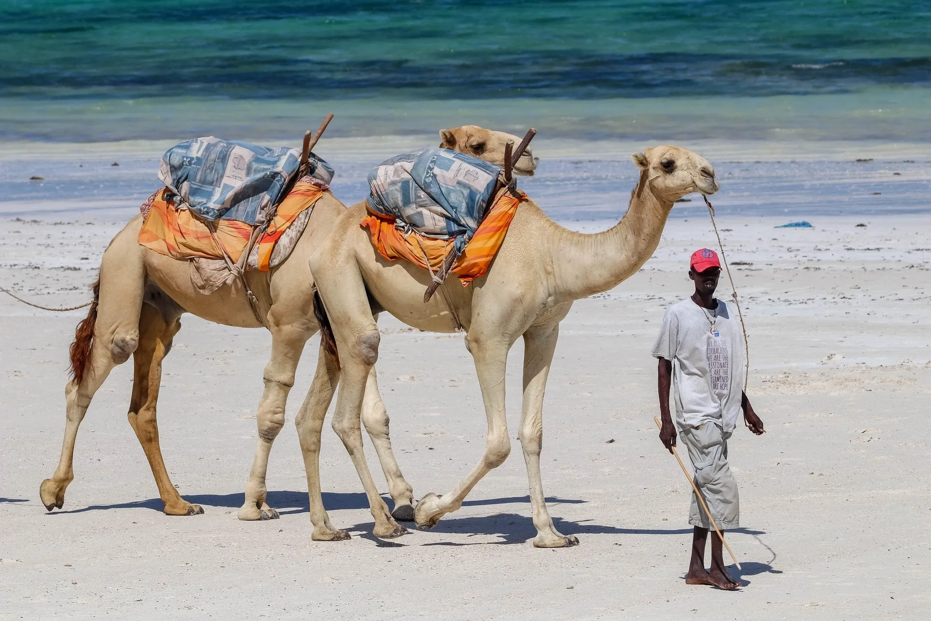 Beach and Safari Combo around East African Coast for the Best Safari Tours