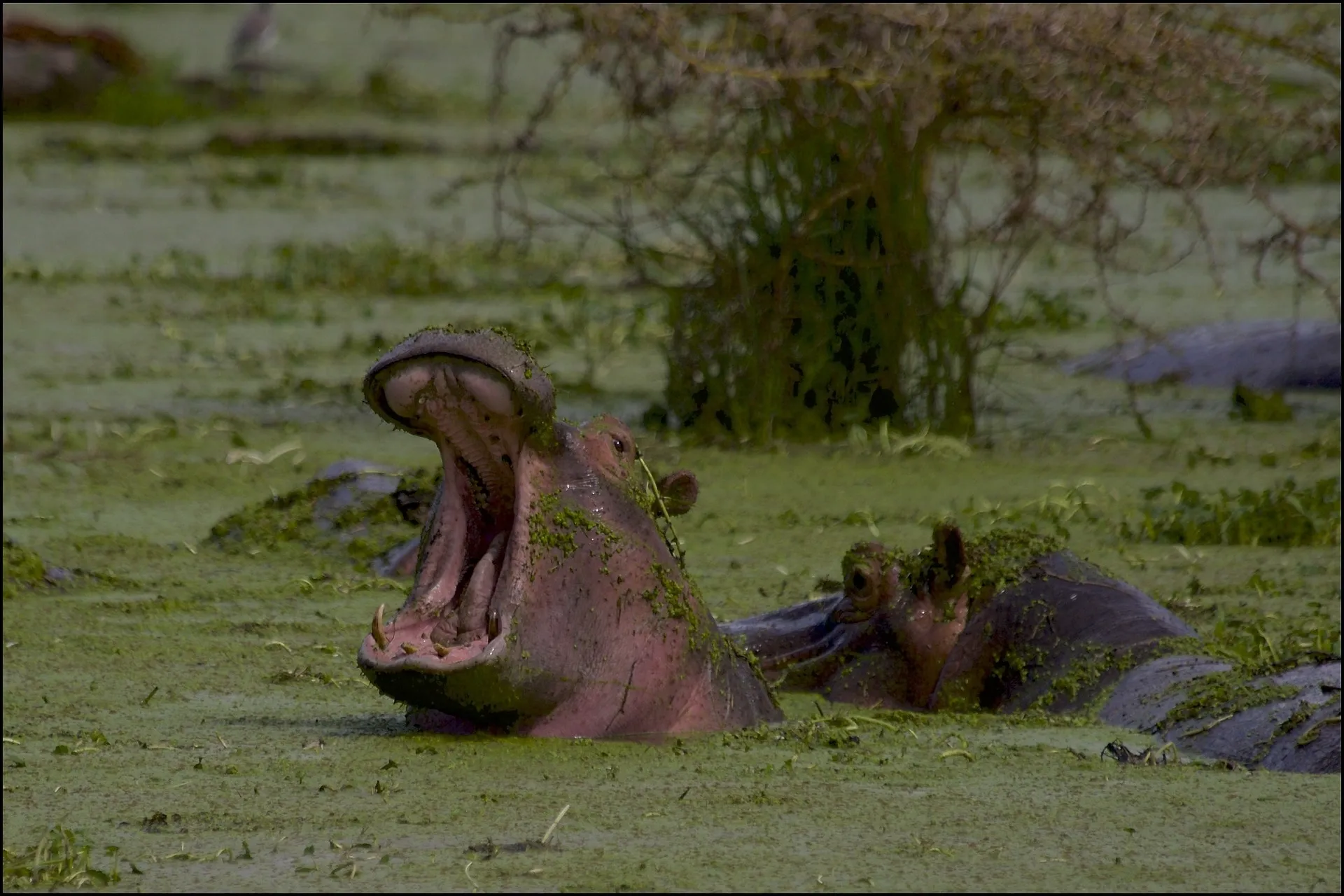 Hippos at Ngorongoro Conservation Area