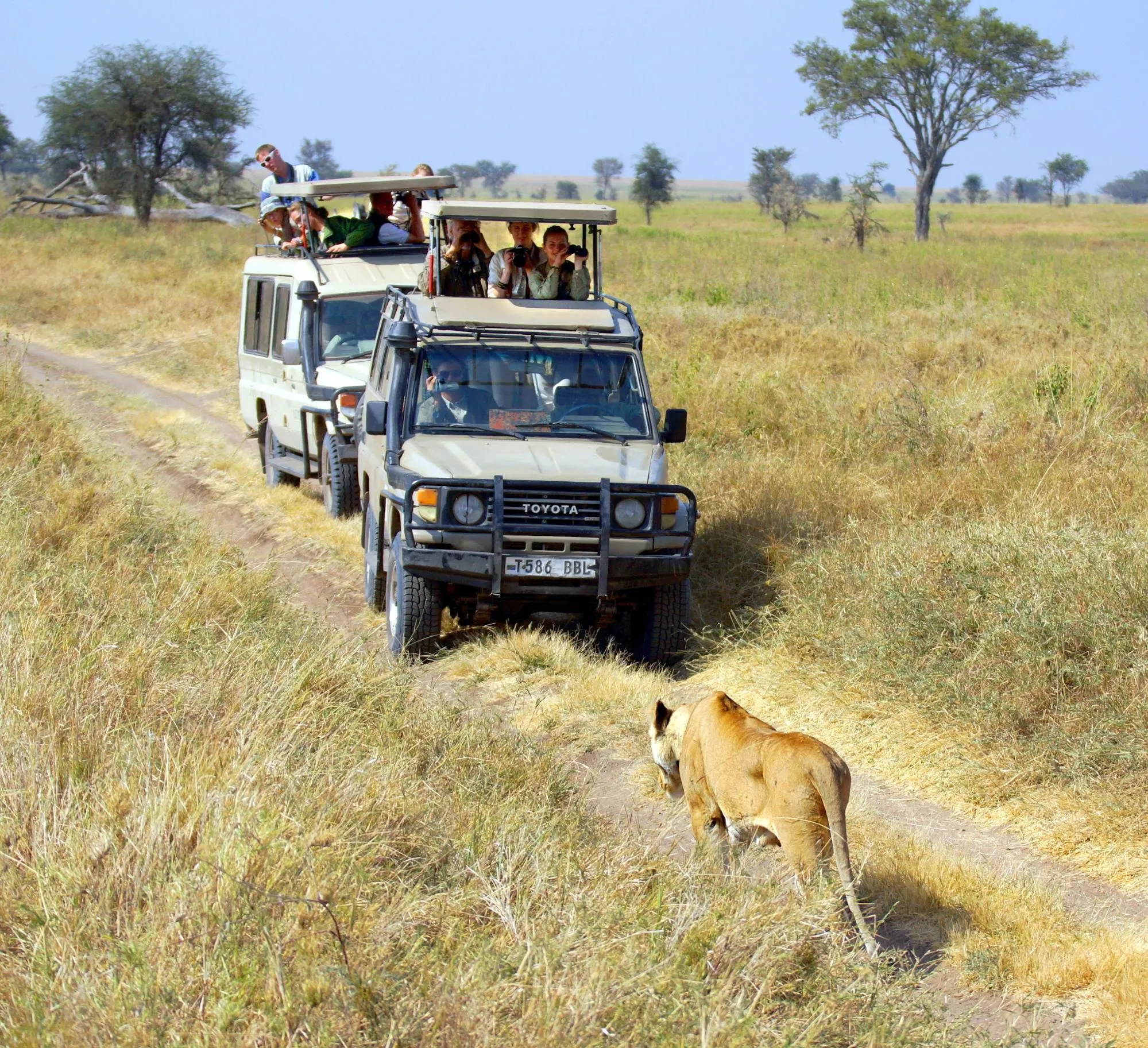 african safari