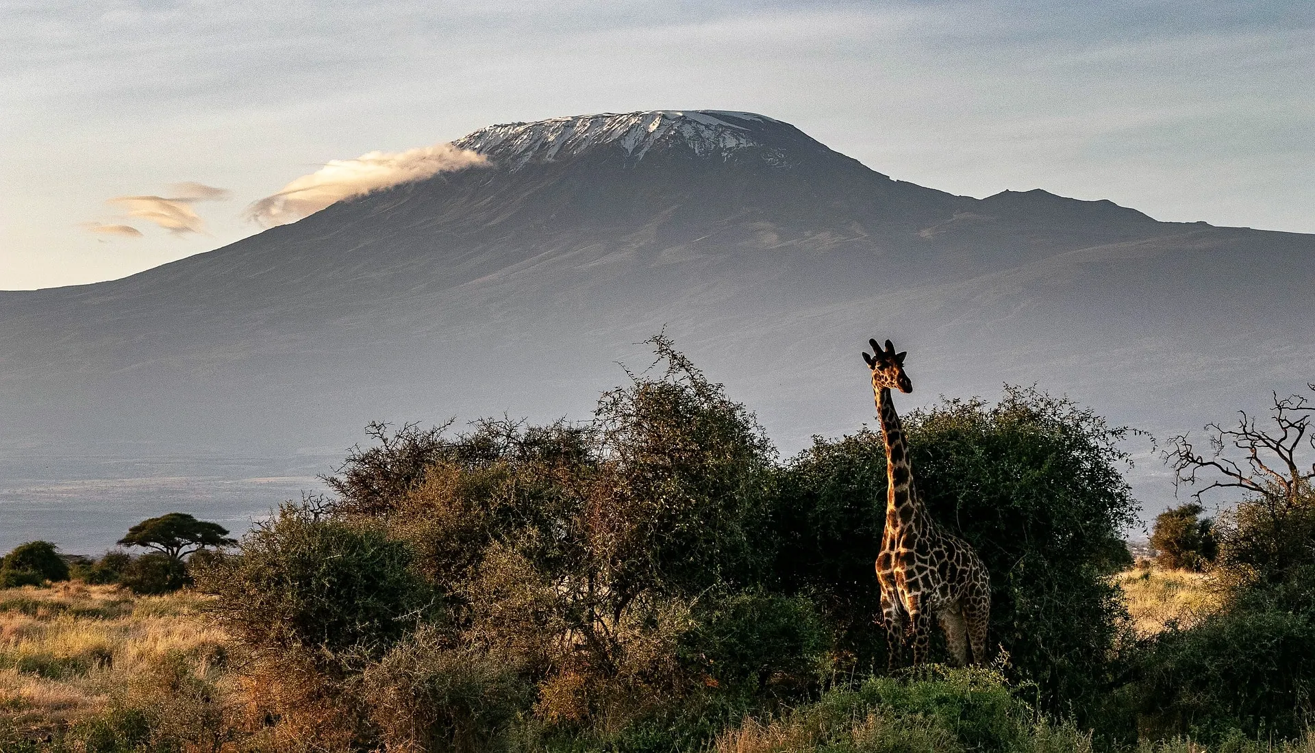 mount kilimanjaro background during a safari drive in northern tanzania