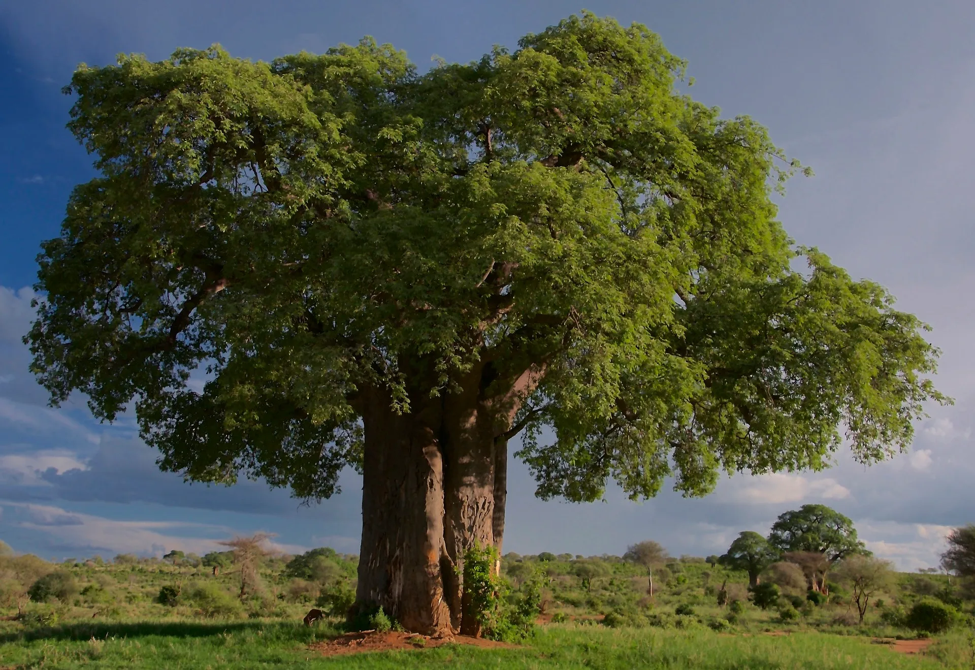 Massive Baobab Tree at Tarangire National Park.