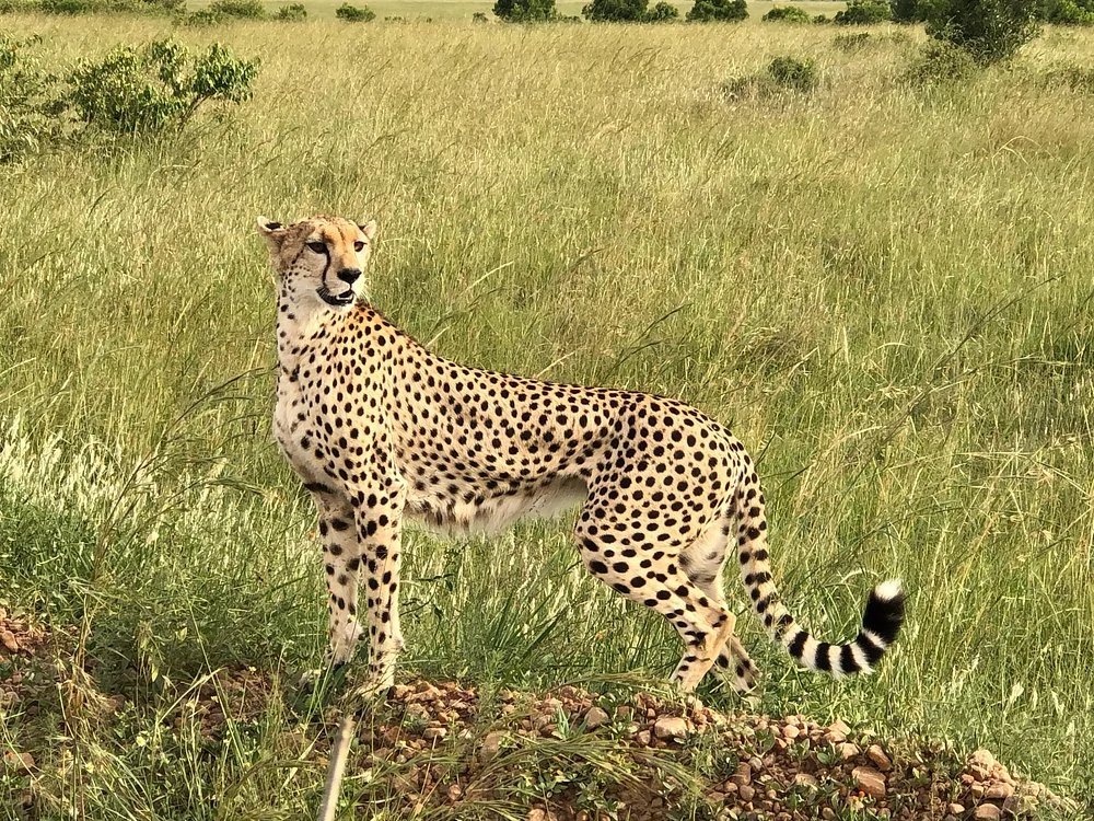 Masai Mara conservancies