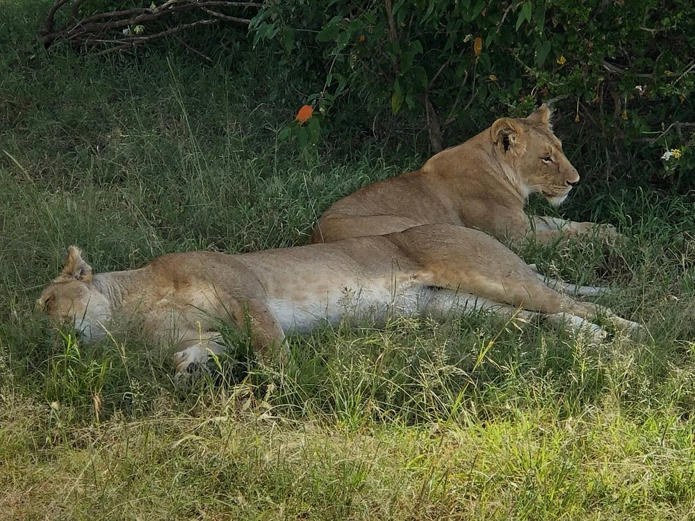 OlderKesi Conservancy