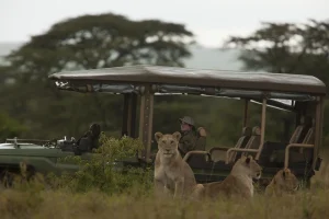 Great plains masai mara