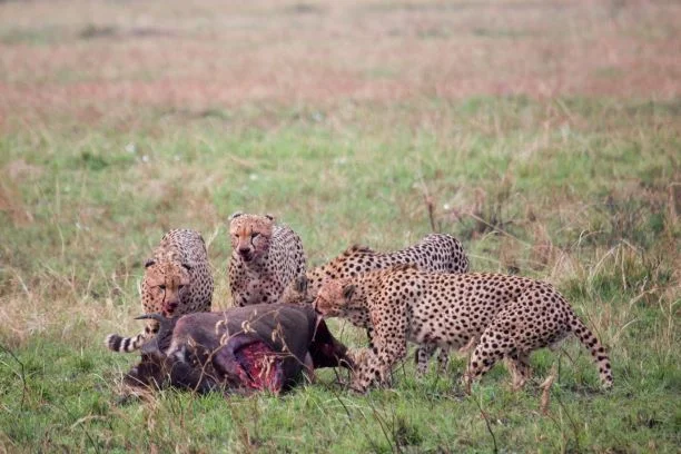 Masai Mara weather/wildlife between January and February