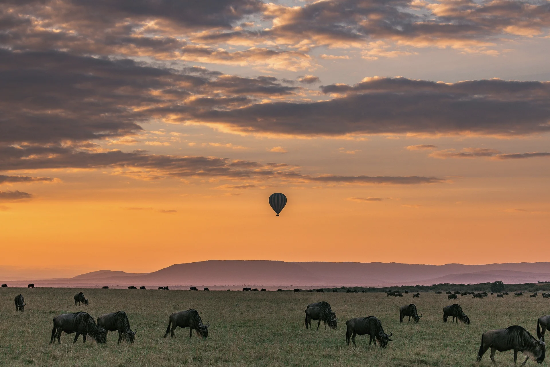 Masai Mara road Safari.